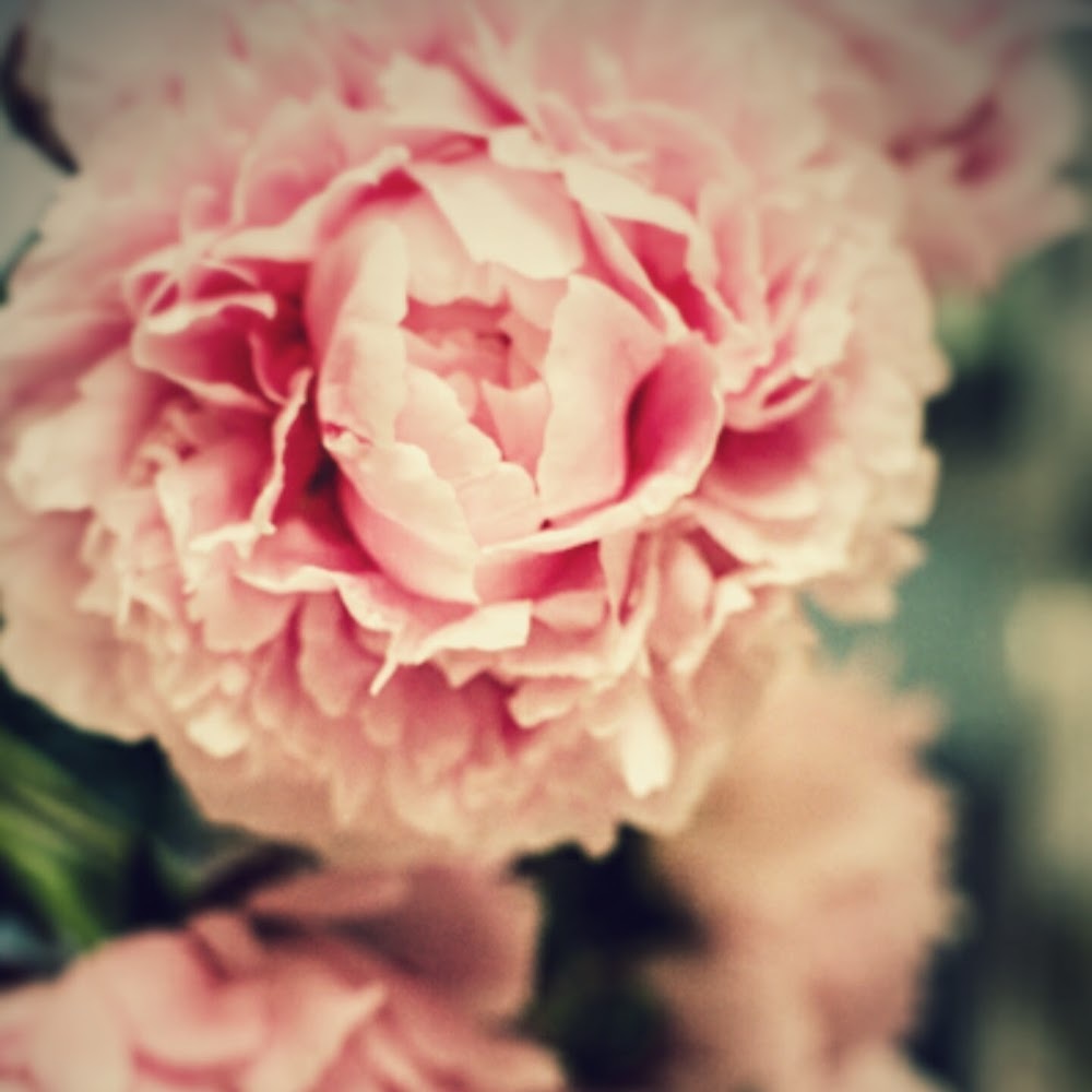 Meet your Posher, Phoebe